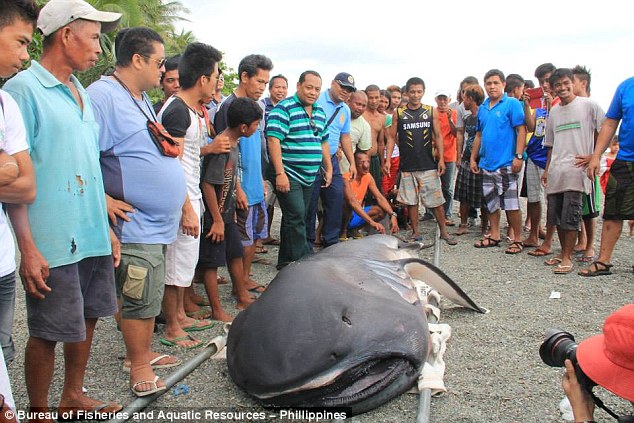 Rare megamouth shark washes up in Philippines